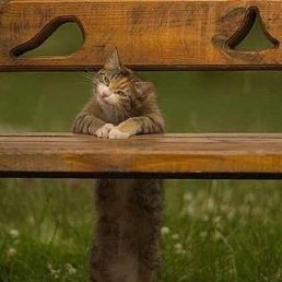 ���� ������������, �����������, 38 ��� - ��������� 9 ������� 2015