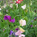 ���� ����������, ������ �������� - ��������� 13 ������� 2015 � ������ ������ ��������