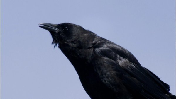 Воронья стая.(A Murder of Crows)Документальный фильм рассказывает о необычайном интеллекте ... - 2