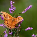  ,  -  18  2016     Ȼ