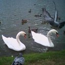 ���� ���������, ������ - ��������� 31 ������� 2015