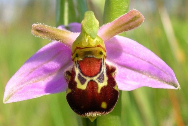    (Ophrys bomybliflora)