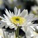 ���� Aleksey, ���������, 44 ���� - ��������� 15 ������ 2015 � ������ ������������