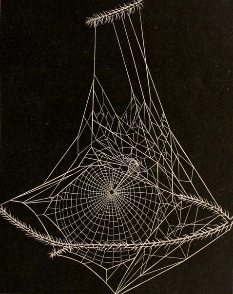 American Spiders and Their Spinningwork by Henry McCook (1889). - 5