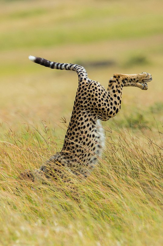    2015       Comedy Wildlife Photography Awards. - 6