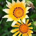 ���� Aru, �������� - ��������� 2 ������� 2015 � ������ �FLOWERS�