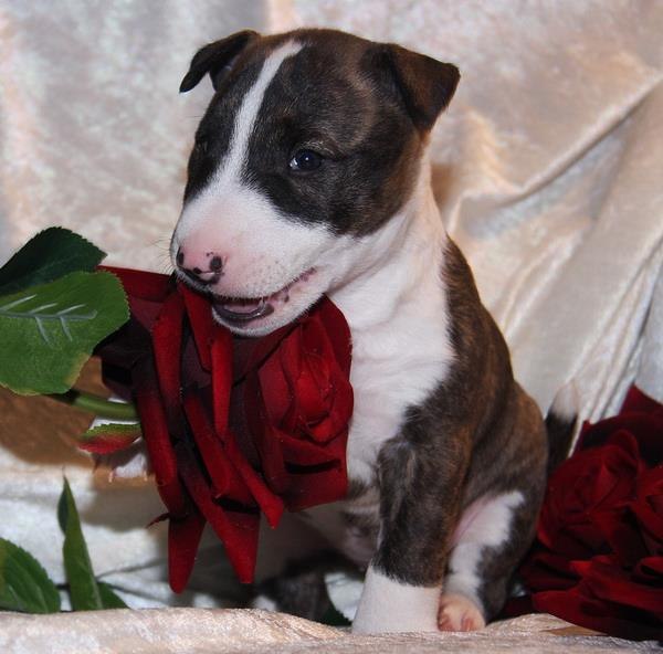 8-е марта на подходе, И поздравленья на пороге, Желаю горестей не знать, Счастливой бабочкой ...