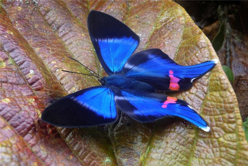 Rhetus periander