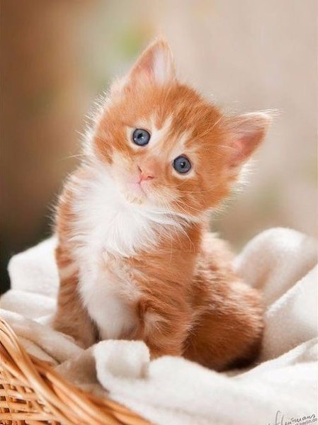 Коты – это ценнейший ресурс. Они уют вырабатывают. - 4