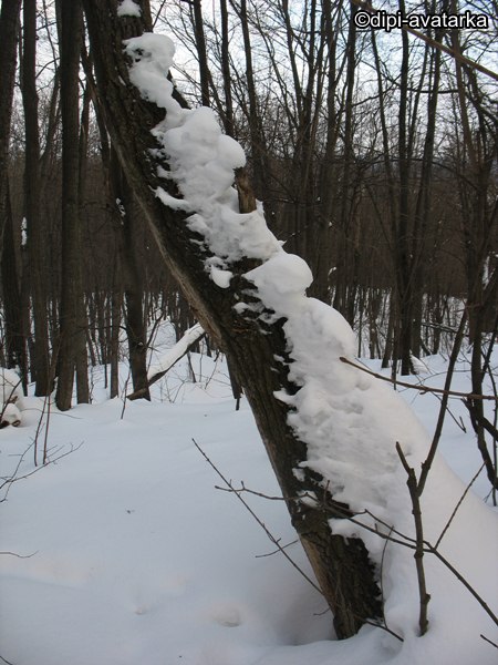 dipi-avatarka - 22  2016  16:57