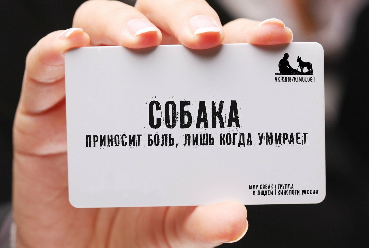 Навеяно грустной темой сегодня. К сожалению, очень актуальные проблемы для наших пород, генетические ...