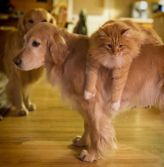 CATS OF ALL - 23 ������ 2015 � 23:11