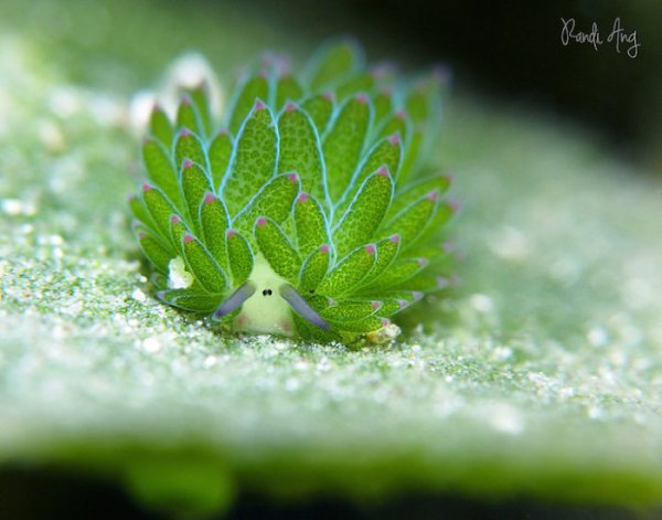 Моллюск Costasiella kuroshimae —