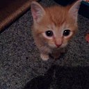 ���� �������, �������������, 42 ���� - ��������� 27 ������� 2015 � ������ ���� ����������