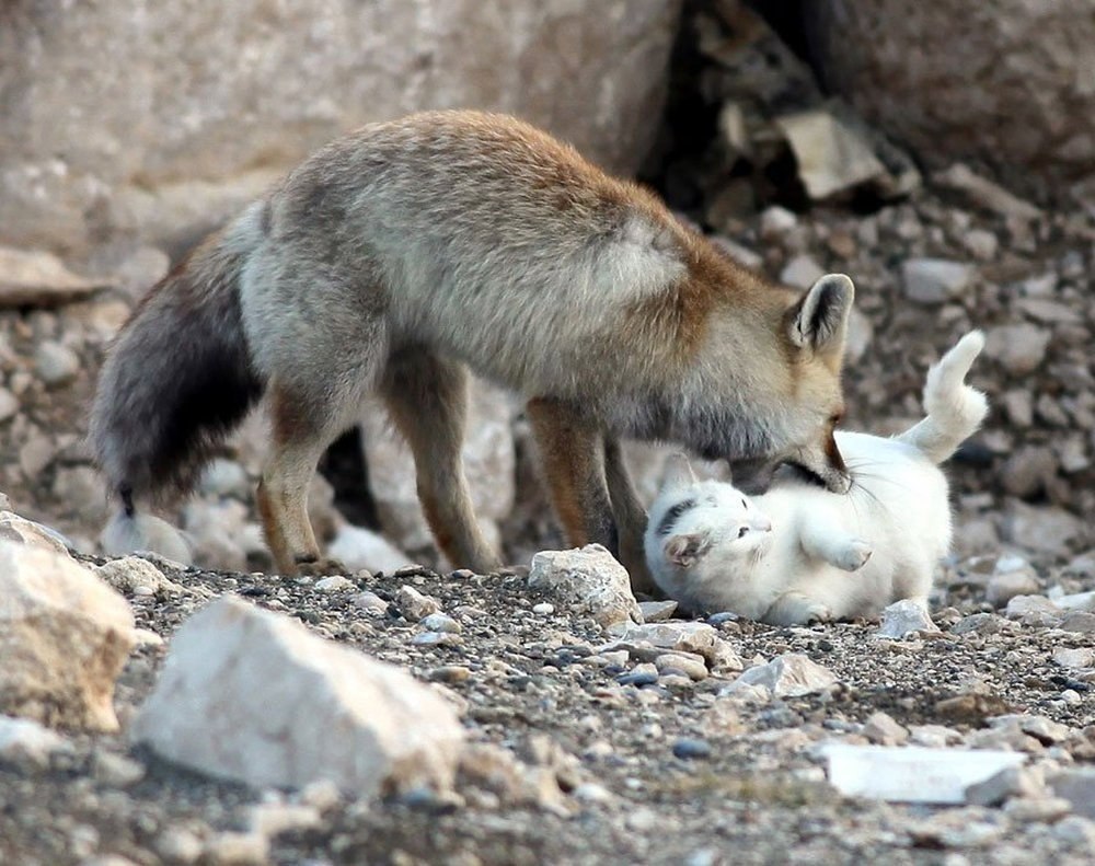 Fox and cat. Кот и лиса. Кот в лесу. Лис и кот. Необычная Дружба диких животных.