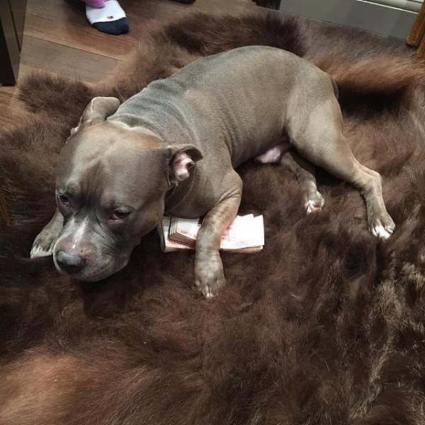 Дольче извинился и рассчитался за дверь! #собака #americanbully #bestbreedever #молодец #всембытак ...