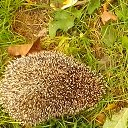 ���� ������, ������, 56 ��� - ��������� 1 ������� 2016 � ������ ���� ����������