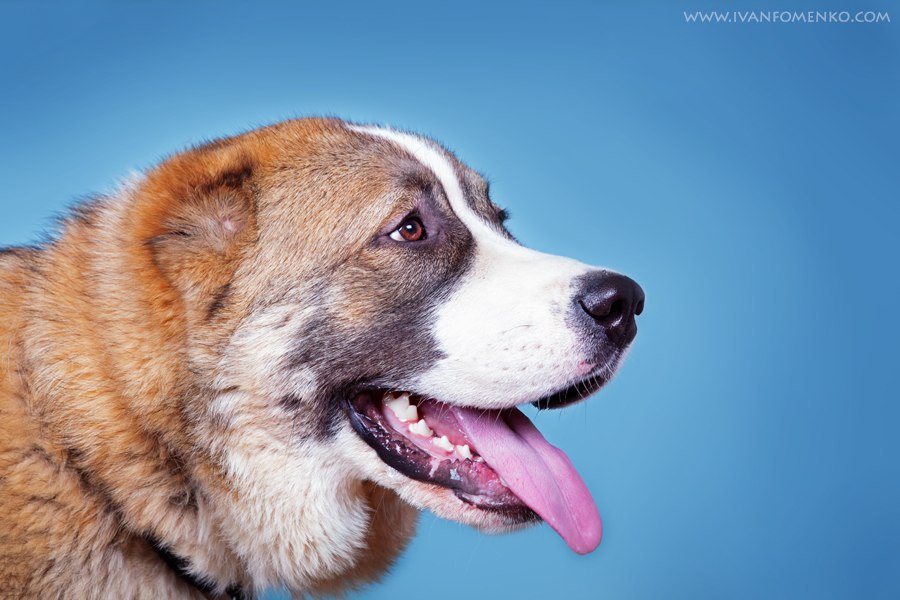 ������ ������ - 22 ������� 2015 � 09:50