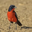 ���� �������, ������� - ��������� 11 ������ 2015 � ������ ���� ����������