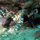 ���� �������, ����������� - ��������� 5 ������� 2015 � ������ ���� ����������