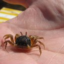 ���� ��������, ������, 67 ��� - ��������� 31 ������� 2015 � ������ �������� 2015�