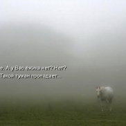 ���������, 53 ����, ������