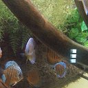 ���� �������, ������, 51 ��� - ��������� 20 ������ 2015 � ������ ����������� 11.11.15�