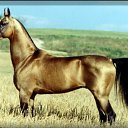 ���� ������ �������, �������, 67 ��� - ��������� 15 ������� 2015 � ������ ������ ����� � ���� .�