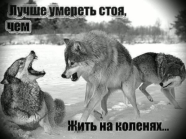 Хасан Юсупов - 10 октября 2015 в 15:38