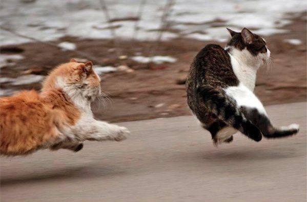 Коты бегут. Кот догоняет. Кошка бегает.