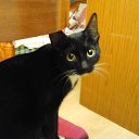 ���� ������, �����������, 55 ��� - ��������� 4 ������� 2015 � ������ ������ ��������