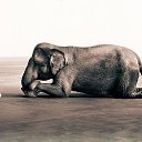 ���� Aleks, ����� ������� - ��������� 13 ������� 2015 � ������ �Elephants�