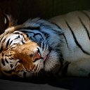 ���� ����, ������, 38 ��� - ��������� 5 ������� 2016 � ������ ���� ����������