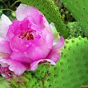 ���� ���������, �������, 41 ��� - ��������� 13 ������ 2015 � ������ ���� ����������