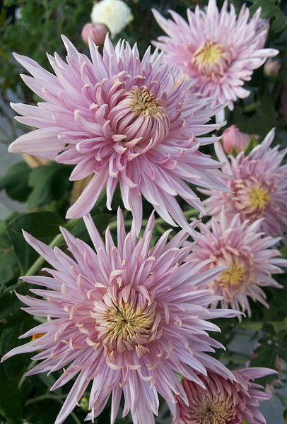 Живая природа - 10 декабря 2015 в 11:15 - 3