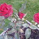 ���� ���������, ������ - ��������� 3 ������� 2015 � ������ ���������� ������