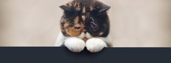Если бы был я котом, Я бы вошёл в твой дом, Повиливая хвостом. Лёгкий, подобно тени, В неге, ...