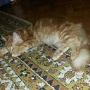 ���� �����, ����������, 59 ��� - ��������� 16 ������� 2015 � ������ ���� ���������