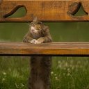 ���� ��������, ������, 41 ��� - ��������� 29 �������� 2015 � ������ ������ ��������