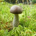 ���� �������, ������, 65 ��� - ��������� 24 ������� 2015 � ������ ���� ����������