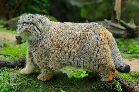 — Какой большой кот!!! Чем вы его кормите??? — Другими котами...!!! )))))