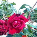 ���� ����, ���������, 42 ���� - ��������� 14 ������ 2015 � ������ ���� ����������