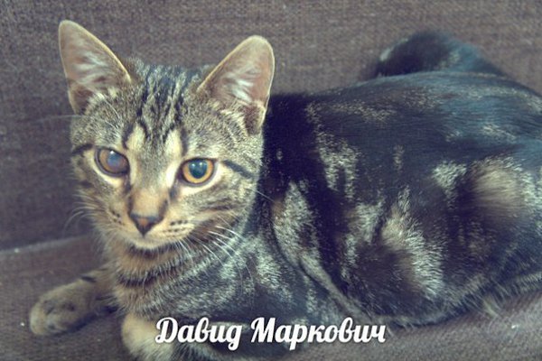 СПБ! 9522029061.5-10 котяток ищут свой постоянный дом. Полосатики, трехцветки, черные и белые. И ...