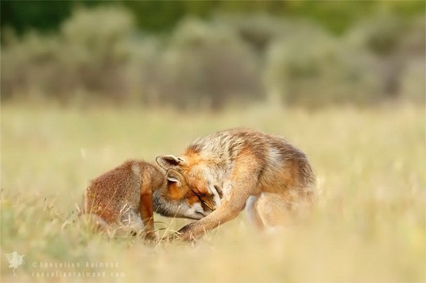       (Roeselien Raimond) - 4