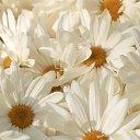 ���� ������, ��������, 52 ���� - ��������� 17 ������� 2016 � ������ ���� ����������