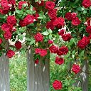 ���� ����, ���������, 57 ��� - ��������� 14 ����� 2016 � ������ ������ ��������