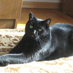 �����, ����������