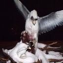 ���� ����������, ������, 53 ���� - ��������� 15 ����� 2016 � ������ ���� ����������