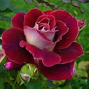 ���� �������, ����� - ��������� 15 ���� 2016 � ������ �������� ��������