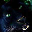 ���� Bagira, ������ - ��������� 23 ��� 2016 � ������ ���� ����������
